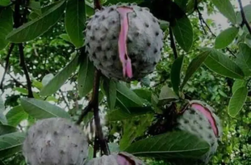 frutas exóticas de chiapas afrodisiacas